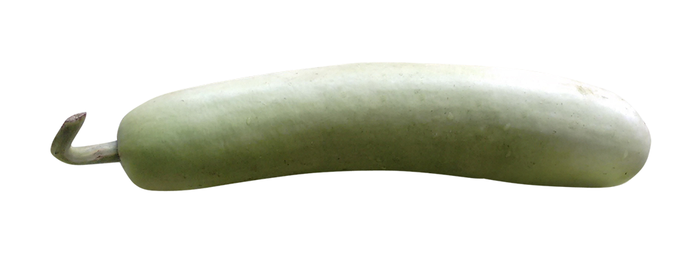 bottle gourd, bottle gourd png, bottle gourd png image, transparent bottle gourd png image, bottle gourd png full hd images download